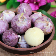 Chinese fresh single clove garlic